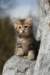 ibbieimg_7200_small.jpg