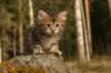 img_6444_small.jpg
