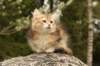 img_7562_small.jpg