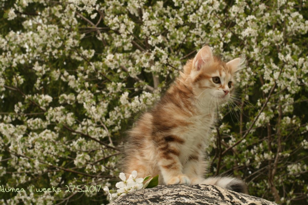 idumeaimg_7723.jpg
