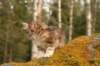 img_6352_small.jpg