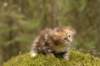 img_7043_small.jpg