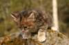img_6321_small.jpg