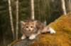 img_6385_small.jpg