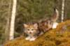 iuniagirlsibfy0922_small.jpg