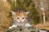 img_5932_small.jpg