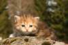 img_5952_small.jpg