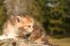 img_5953_small.jpg