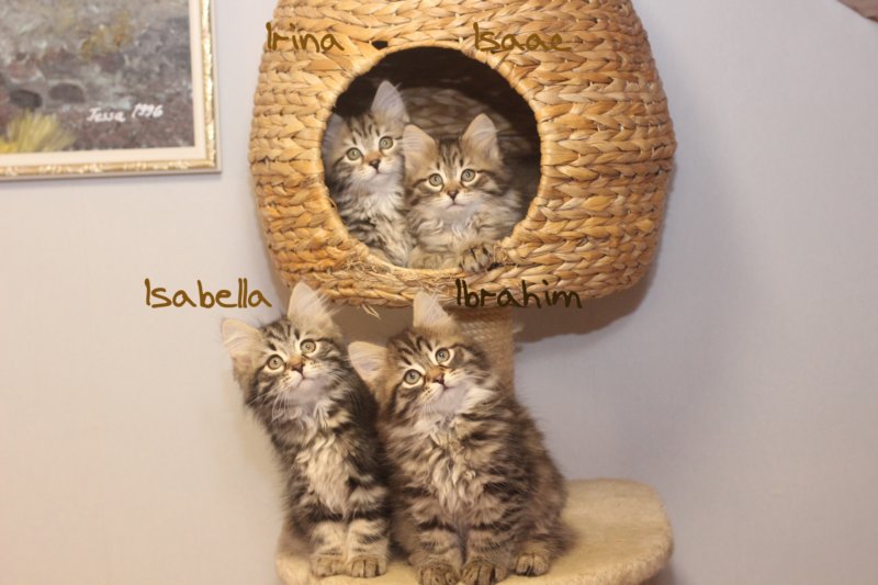 aboveisaacirinaandbelowisabellaibrahim9nimet.jpg