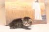 ibrahimboy25weeks171217_small.jpg