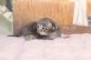 igdaliahgirl25weeks171210_small.jpg