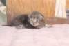 igdaliahgirl25weeks171213_small.jpg