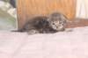 igdaliahgirl25weeks171214_small.jpg