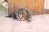 igdaliahgirl25weeks171218_small.jpg