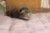 igdaliahgirl25weeks171221_small.jpg