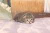 igdaliahgirl25weeks171222_small.jpg