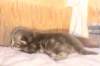 igdaliahgirl25weeks171223_small.jpg