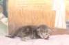 igdaliahgirl25weeks171227_small.jpg