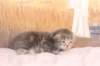 igdaliahgirl25weeks171228_small.jpg