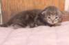 igdaliahgirl25weeks17124_small.jpg