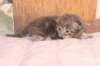 igdaliahgirl25weeks17126_small.jpg