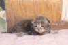 igdaliahgirl25weeks17129_small.jpg