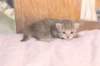 imnahgirl25weeks17123_small.jpg