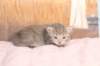 imnahgirl25weeks17127_small.jpg