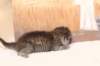 isaacboy25weeks171218_small.jpg