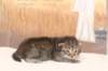 isaacboy25weeks171222_small.jpg