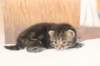 isabellagirl1_small.jpg