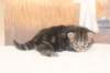 isabellagirl25weeks17121_small.jpg