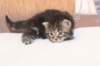 isabellagirl25weeks171223_small.jpg
