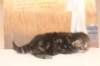 isabellagirl25weeks171227_small.jpg