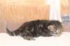 isabellagirl25weeks171228_small.jpg