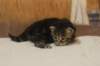 isabellagirl25weeks17122_small.jpg