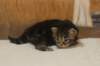 isabellagirl25weeks17123_small.jpg