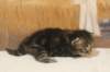isabellagirl25weeks17125_small.jpg