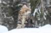 irinagirl12weeks2days22217_small.jpg