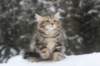 irinagirl12weeks2days22254_small.jpg