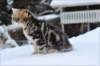 irinagirl12weeks2days22259_small.jpg