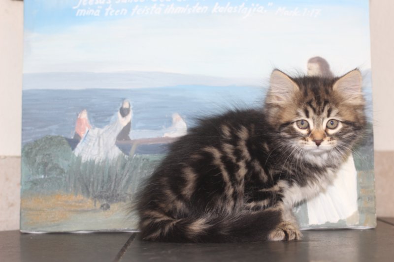 isabella75viikkoa20112.jpg