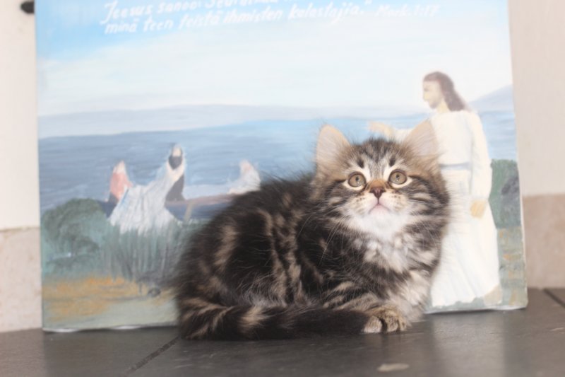 isabella75viikkoa20116.jpg