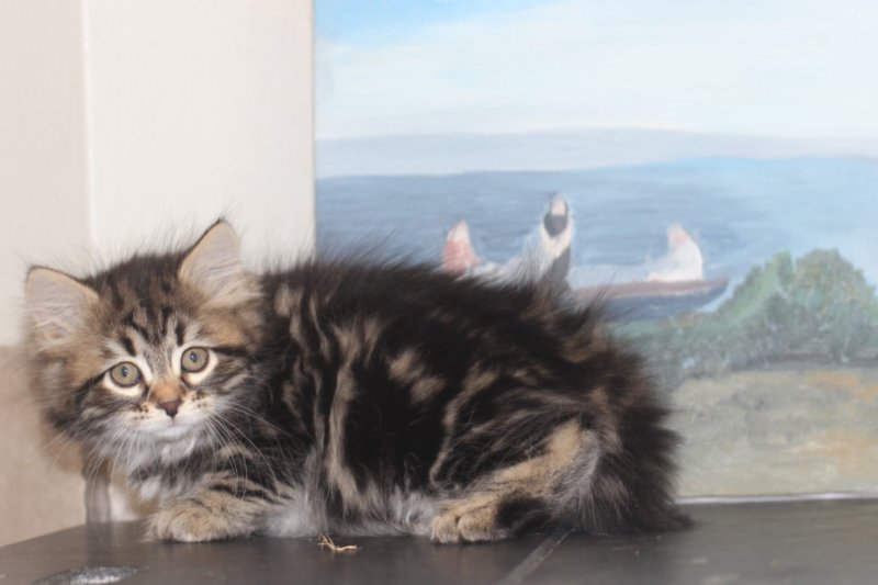 isabella75viikkoa20120.jpg