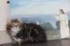 isabella75viikkoa20131_small.jpg