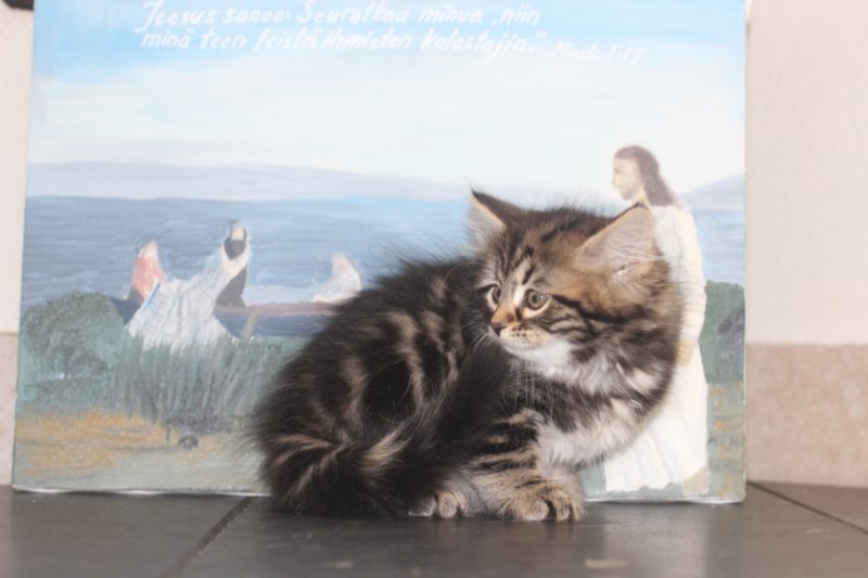 isabella75viikkoa2019.jpg