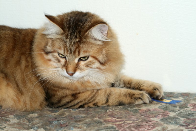 amuriniisakgotex2inthecatshowinhyvink762009.jpg