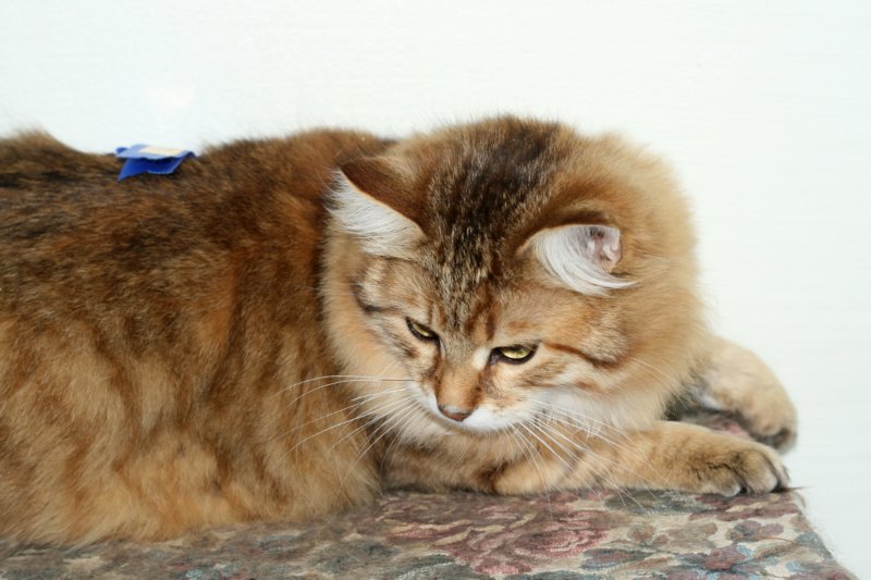 amuriniisakgotex2inthecatshowinhyvink7620092.jpg