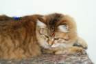 amuriniisakgotex2inthecatshowinhyvink7620092_small.jpg