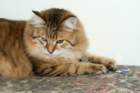 amuriniisakgotex2inthecatshowinhyvink762009_small.jpg